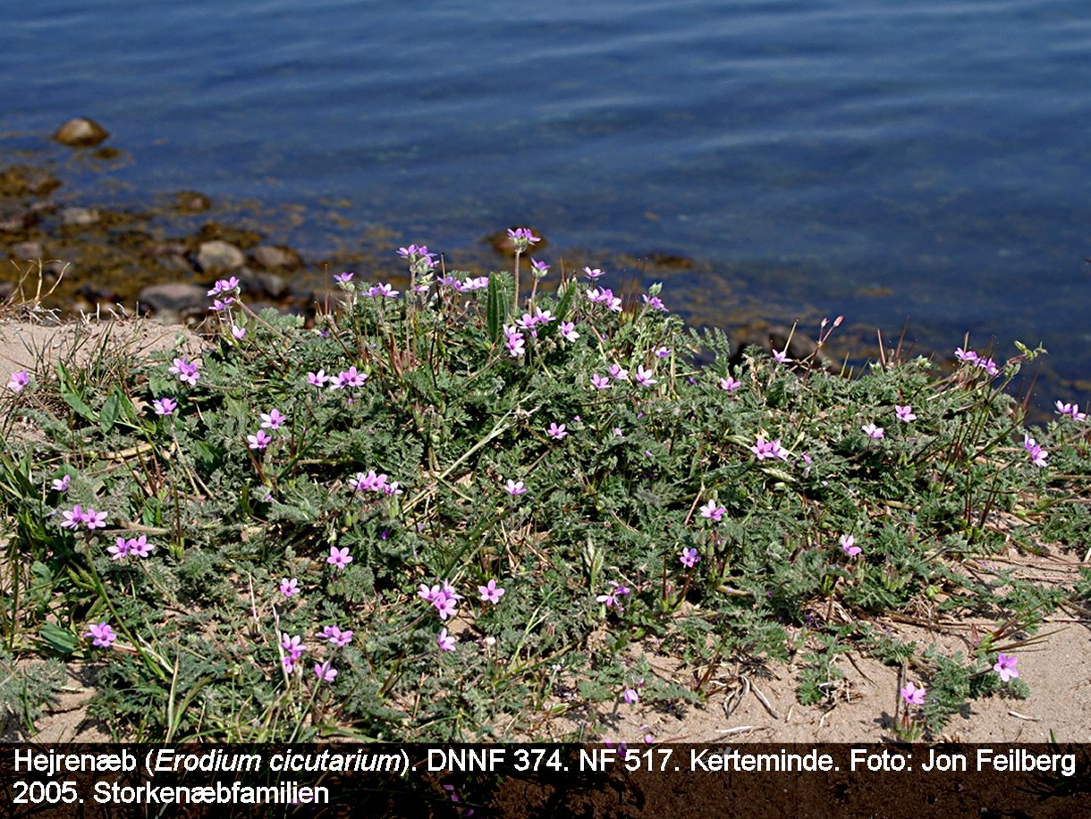 a EROD CIC tex Img_0226