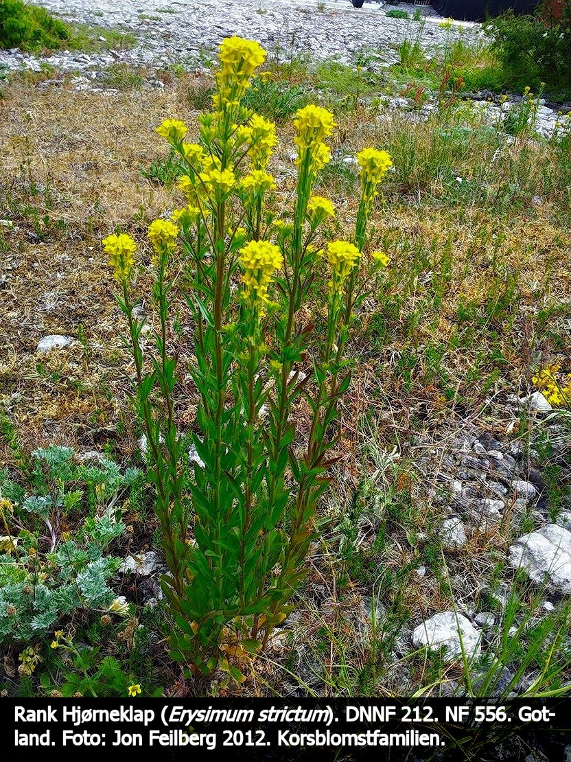 a ERYS STRa tex3 20120612_102920