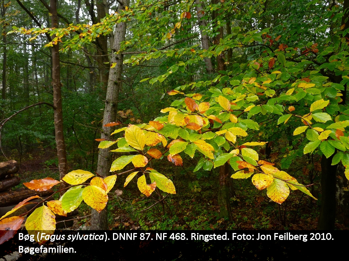 a FAGU SYLb tex2 10. okt. 2010