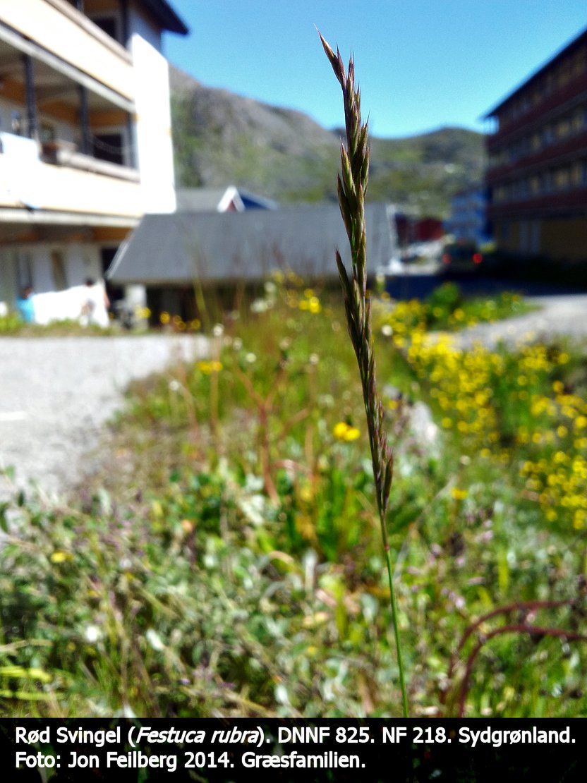 a FEST RUBb tex3 2014-07-11 12.03.34
