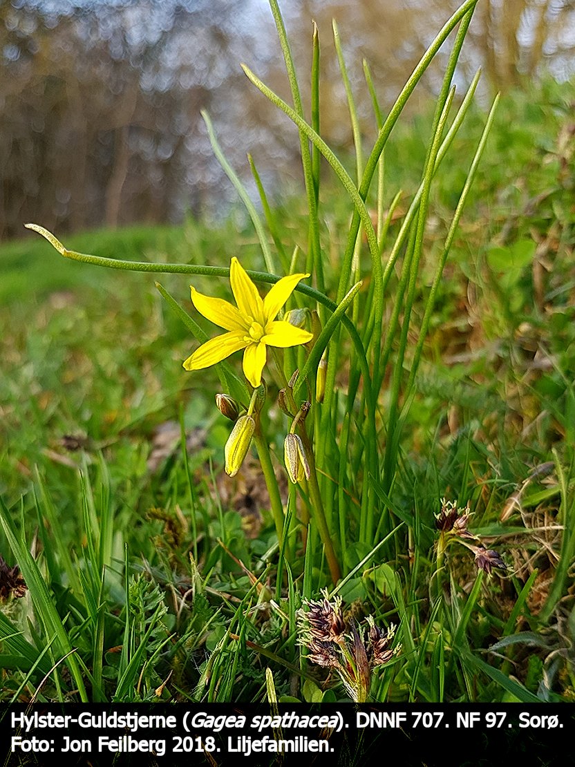 a GAGE SPAb tex3 2018-04-17 18.43.06