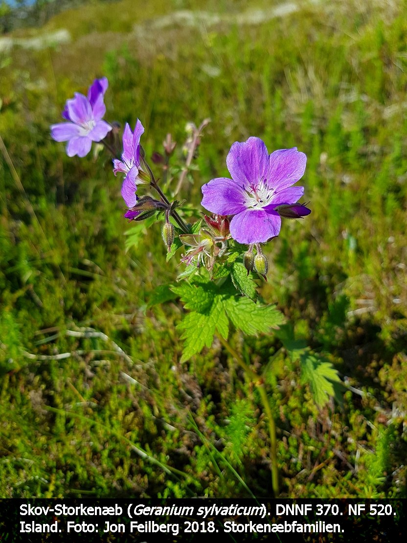 a GERA SYLb tex3 2018-07-17 17.55.30
