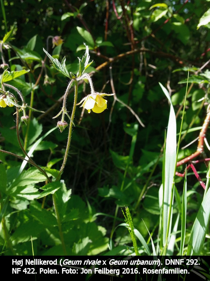 a GEUM HYBRb tex3 20160524_145854