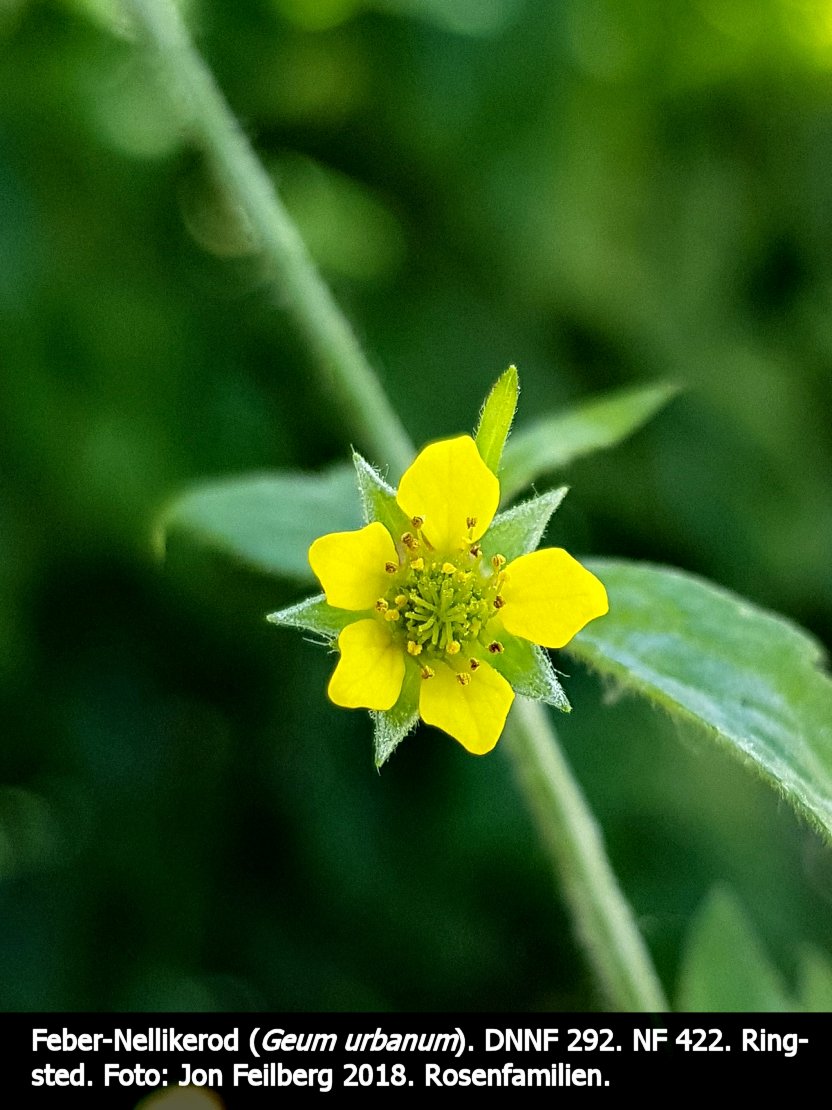 a GEUM URBc tex3 2018-06-15 12.17.29