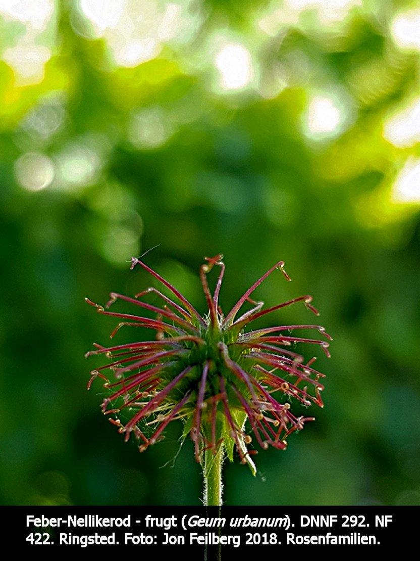 a GEUM URBd tex3 2018-06-15 12.16.53