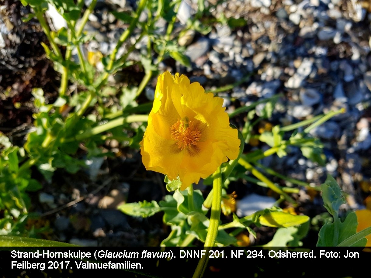 a GLAU FLAc tex3 2017-07-05 18.44.13