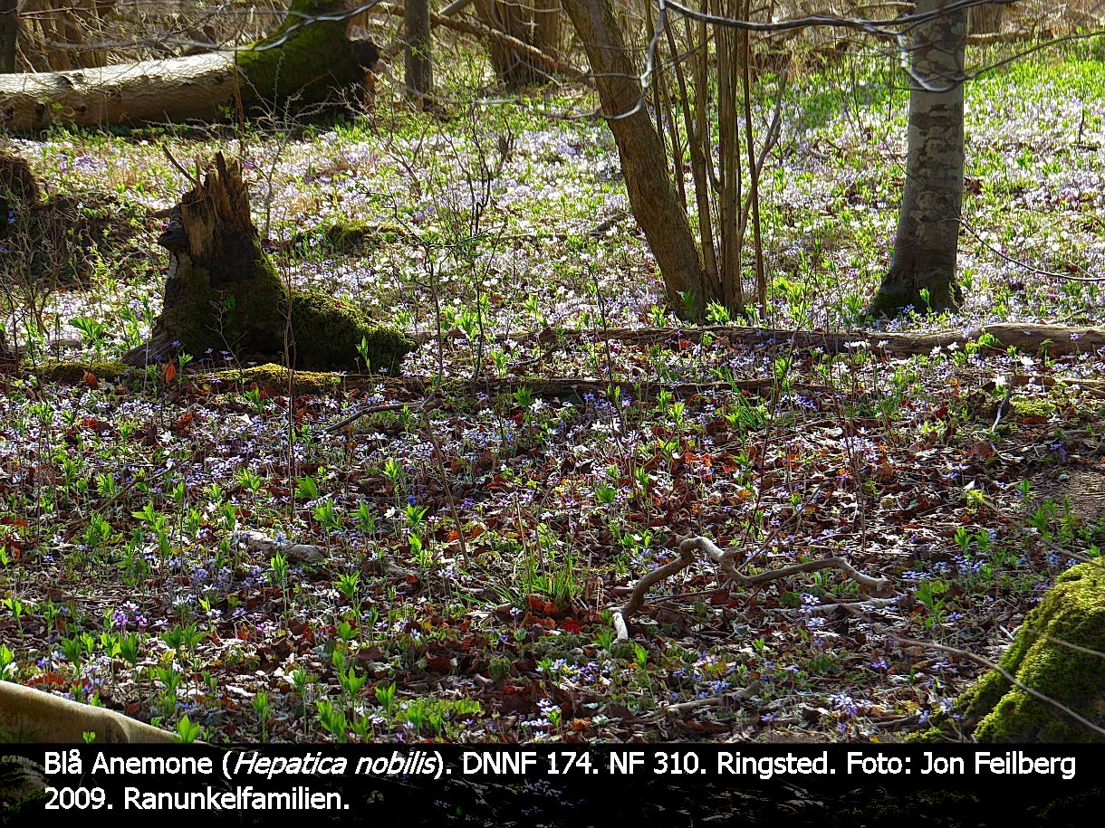 a HEPA NOBa tex3 2014 Img_1651