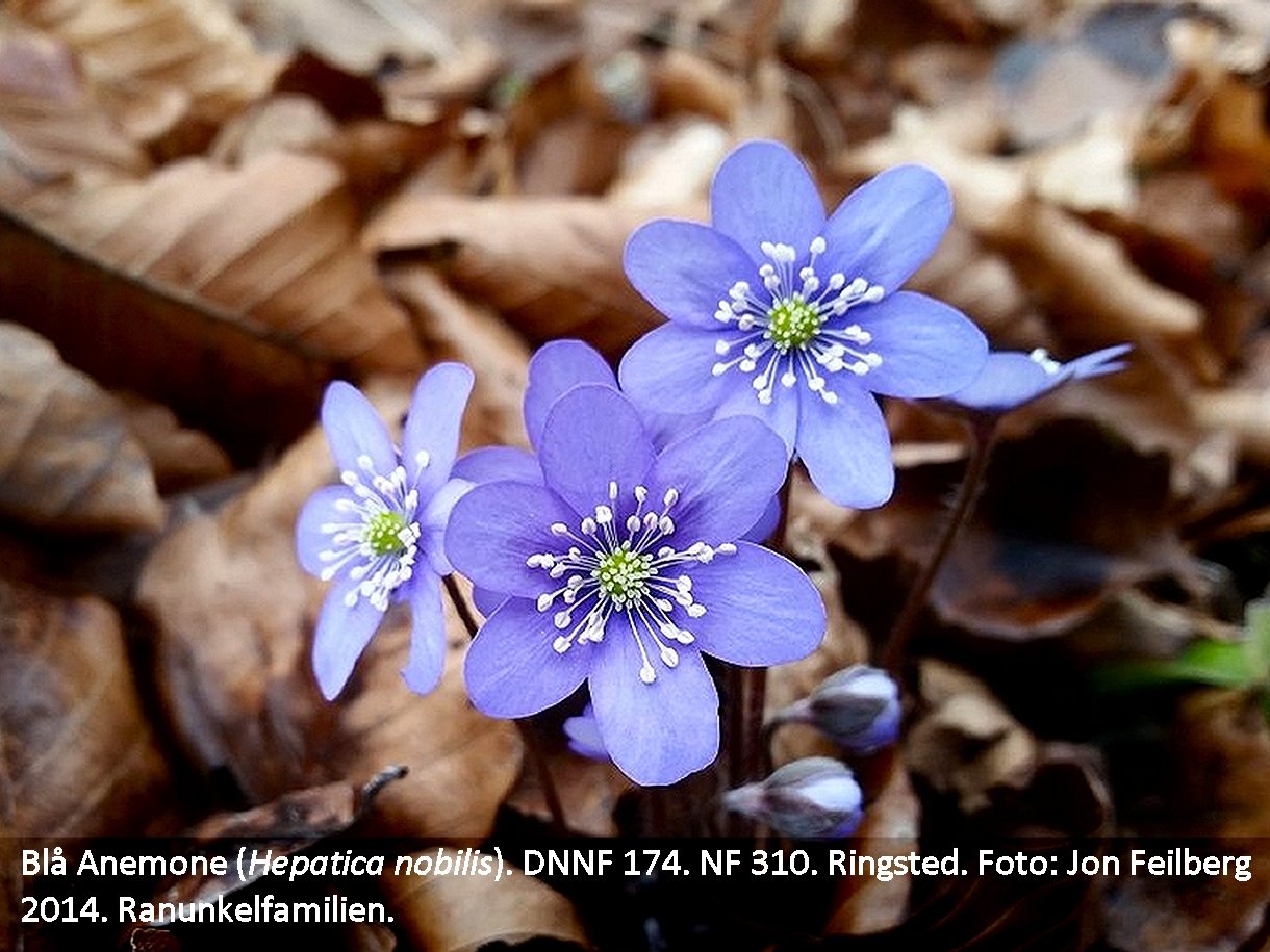 a HEPA NOBc tex3 20150328_113325