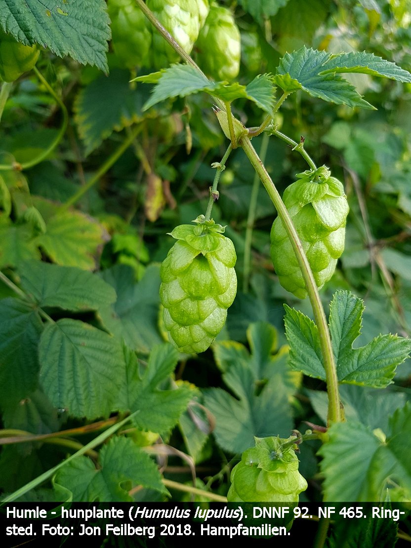 a HUMU LUPcc tex3 2018-09-06 17.59.40