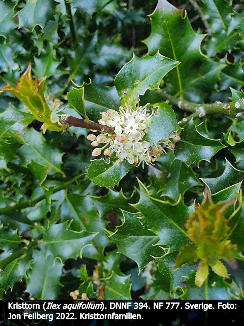 a ILEX AQUc tex3 20220527_172440