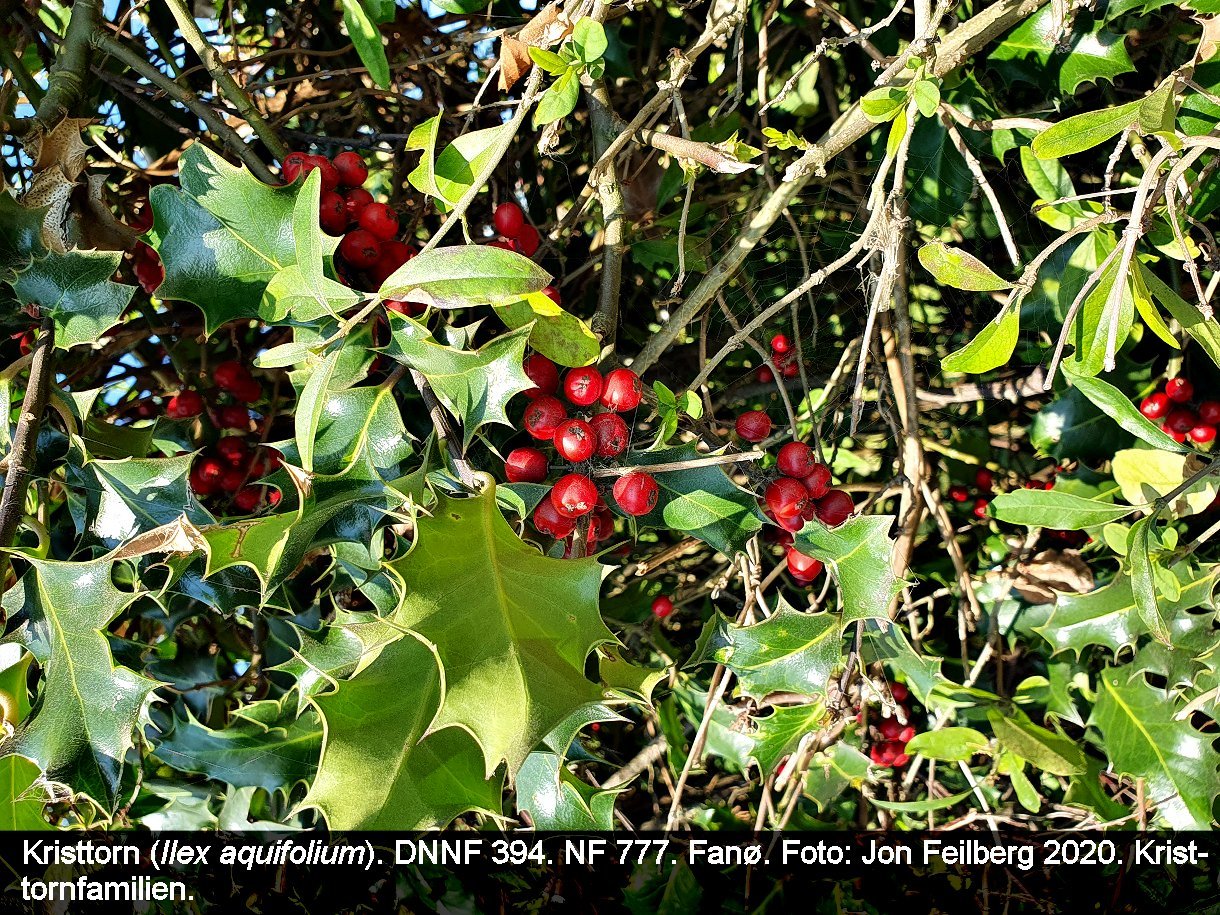 a ILEX AQUd tex3 2020-08-16 10.59.38