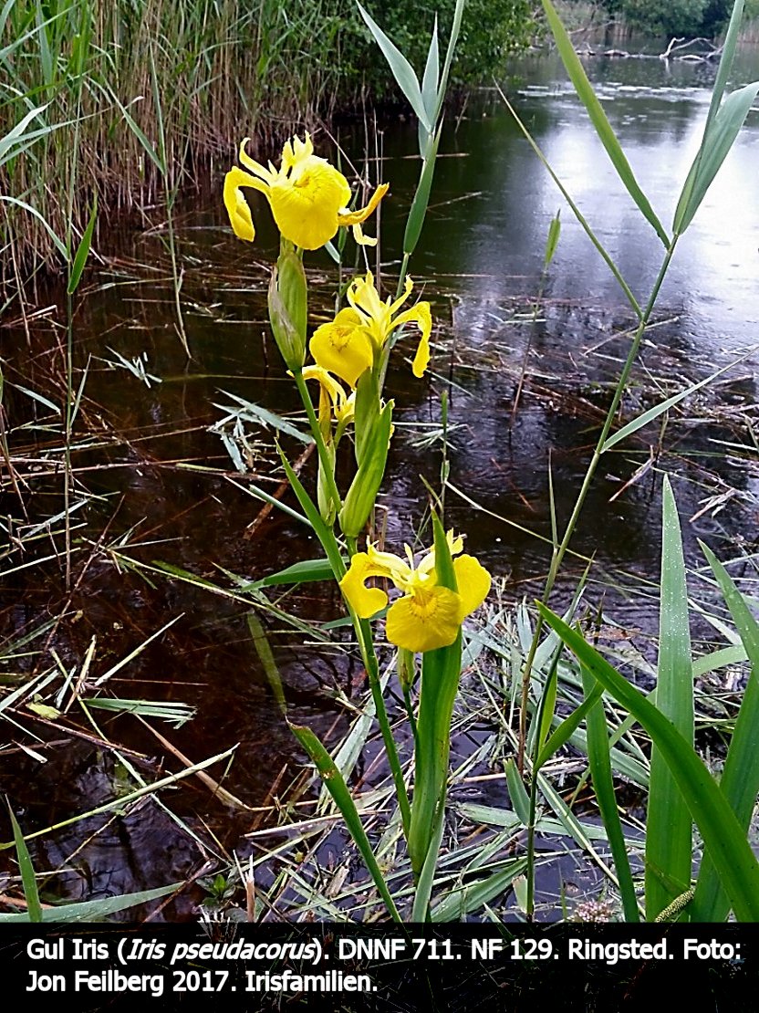 a IRIS PSEb tex3 2017-06-04 07.16.56