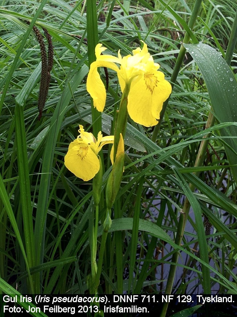 a IRIS PSEc tex3 2013-06-01 11.12