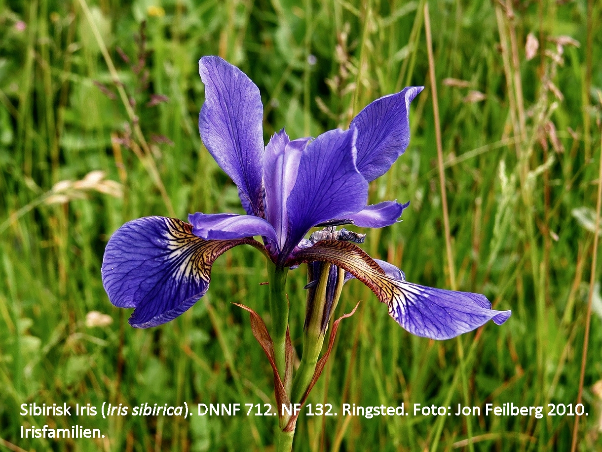 a IRIS SIBc tex Img_1937