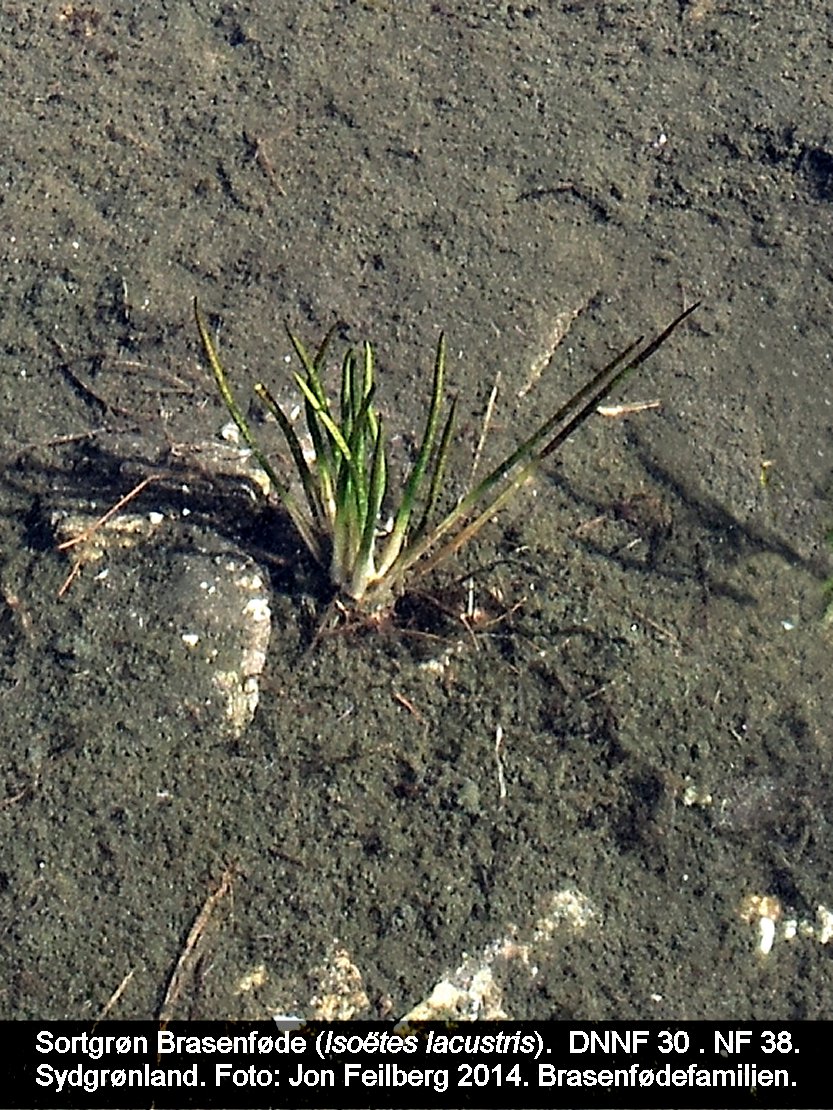 a ISOE LAC tex3 2014-07-17 16.32.32