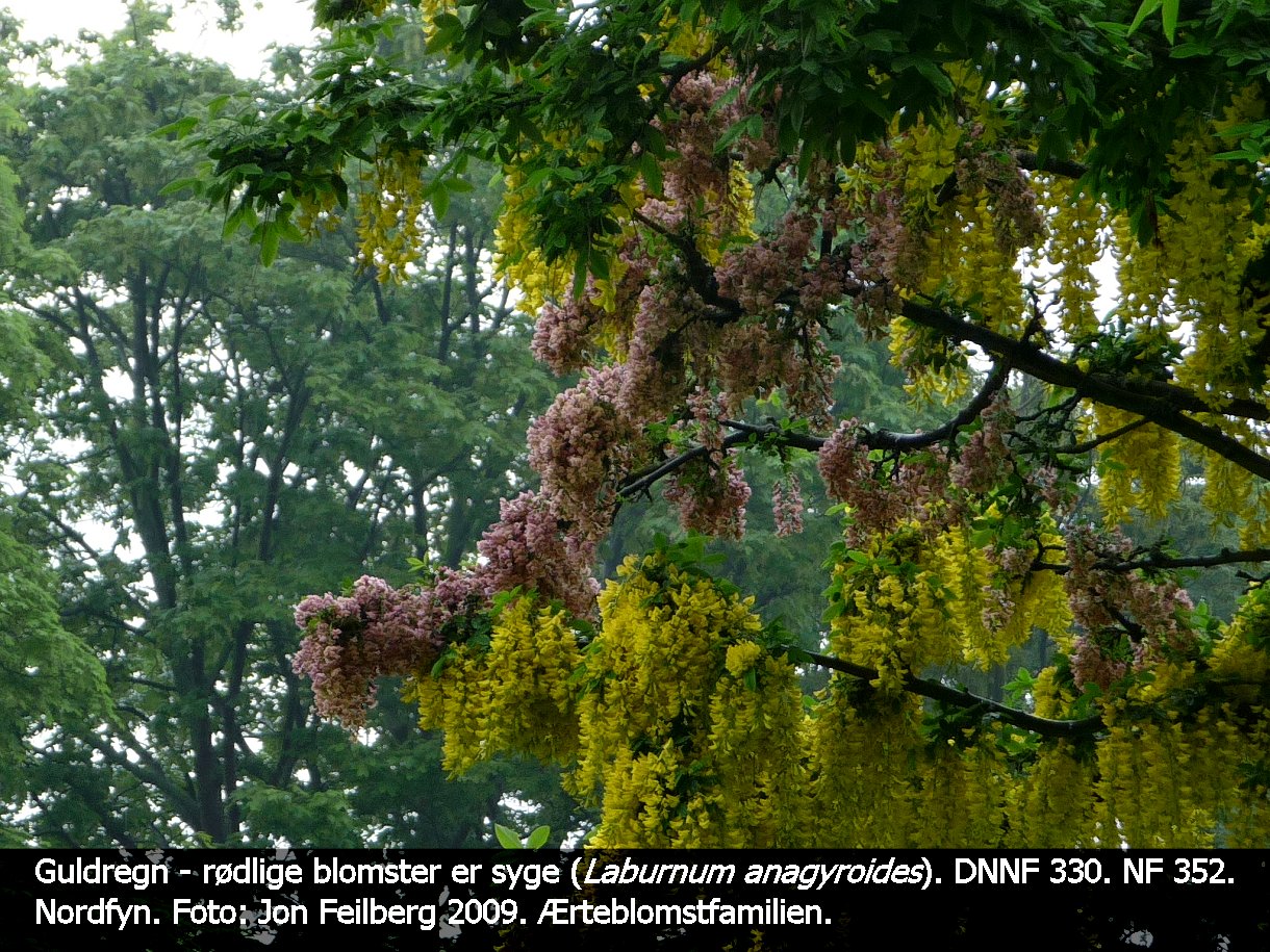 a LABU ANAb tex3 2009 P1010195