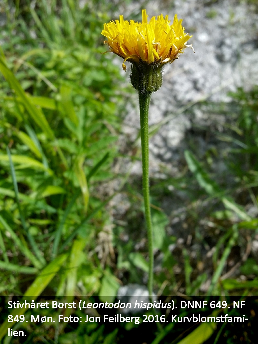 a LEON HIS tex 2016-06-19 15.35.18