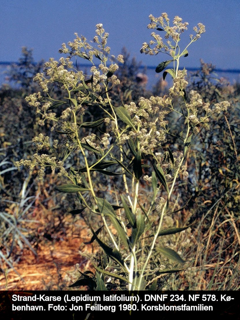 a LEPI LATb tex3 1980_2