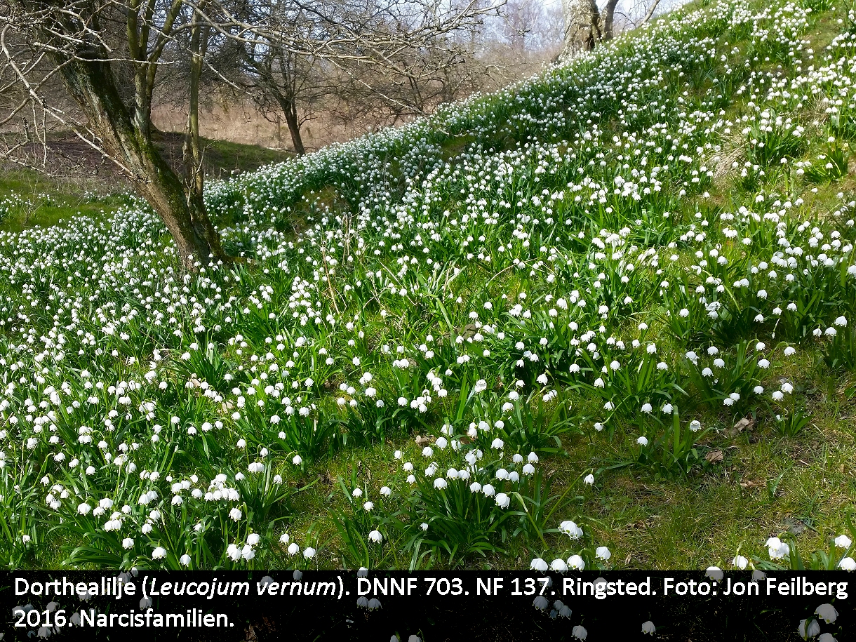 a LEUC VER tex 20160320_133205