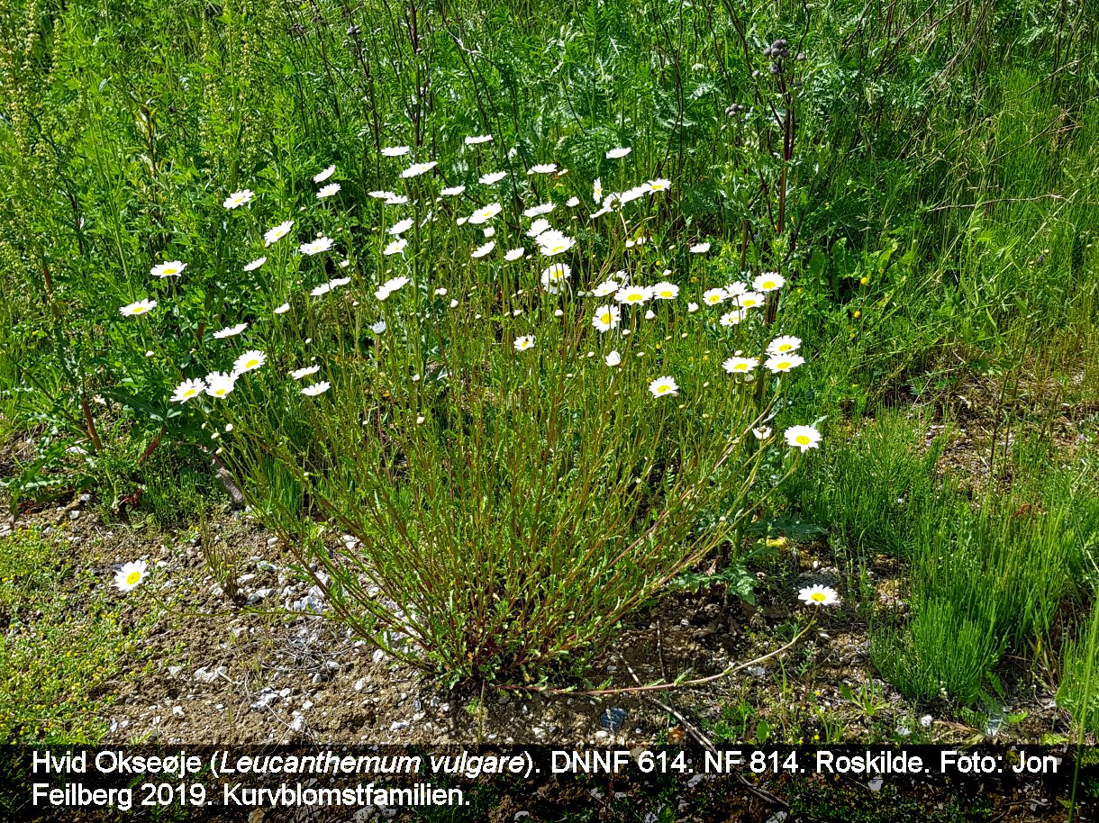 a LEUC VUL tex3 2019-06-09 11.12.51