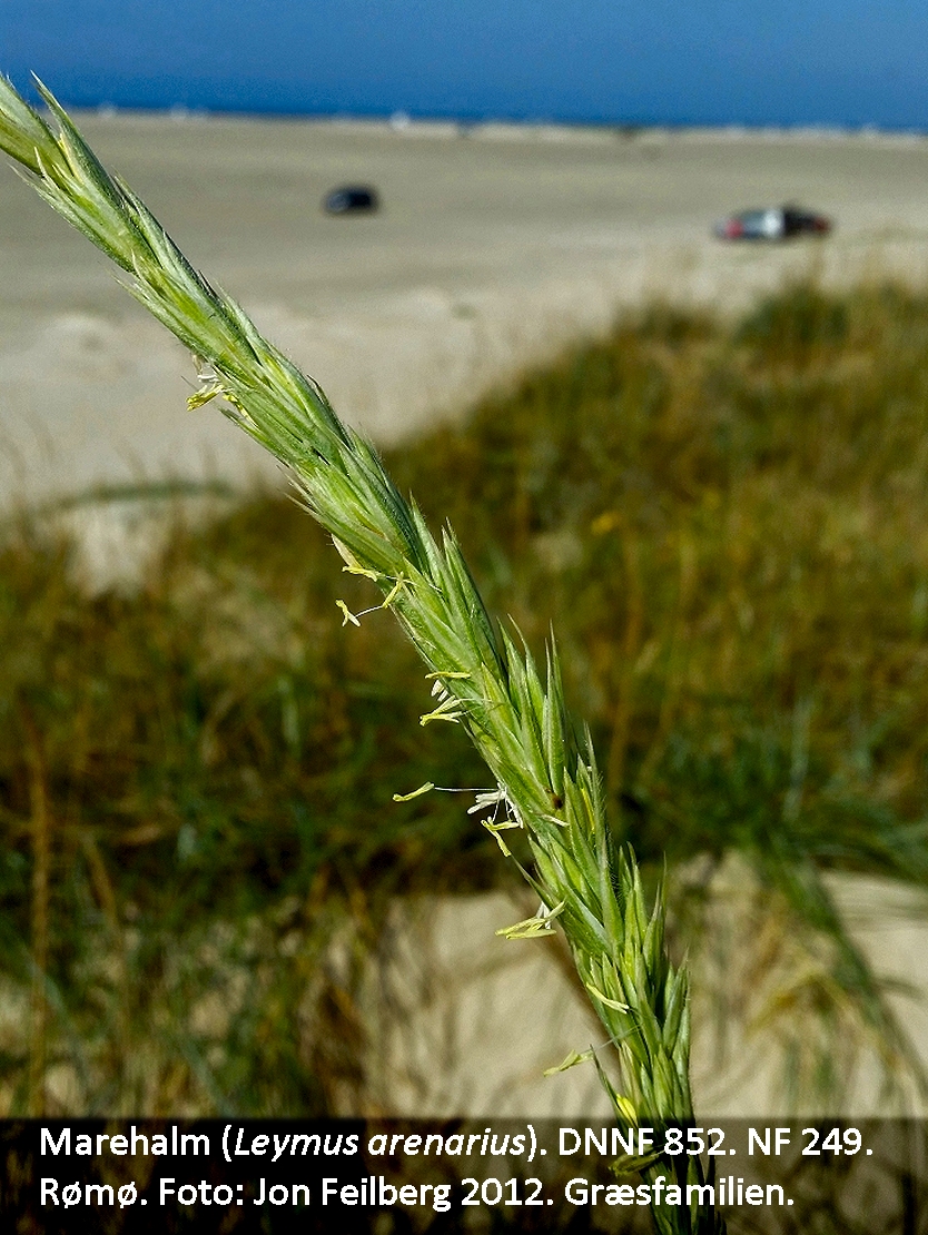 a LEYM AREc tex 2012-06-10 11.48.16