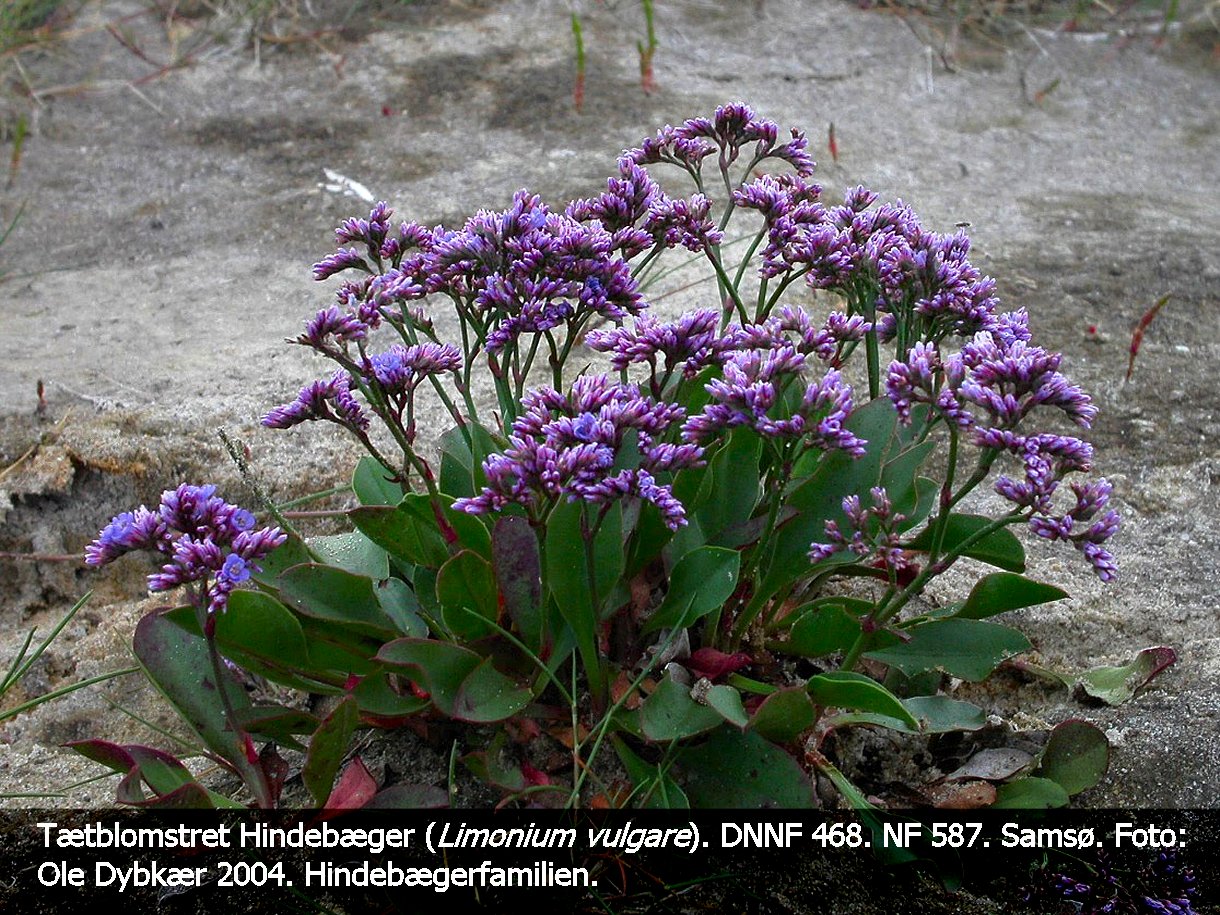 a LIMO VULb tex3 2004  hindebæger, tætblomstret 01