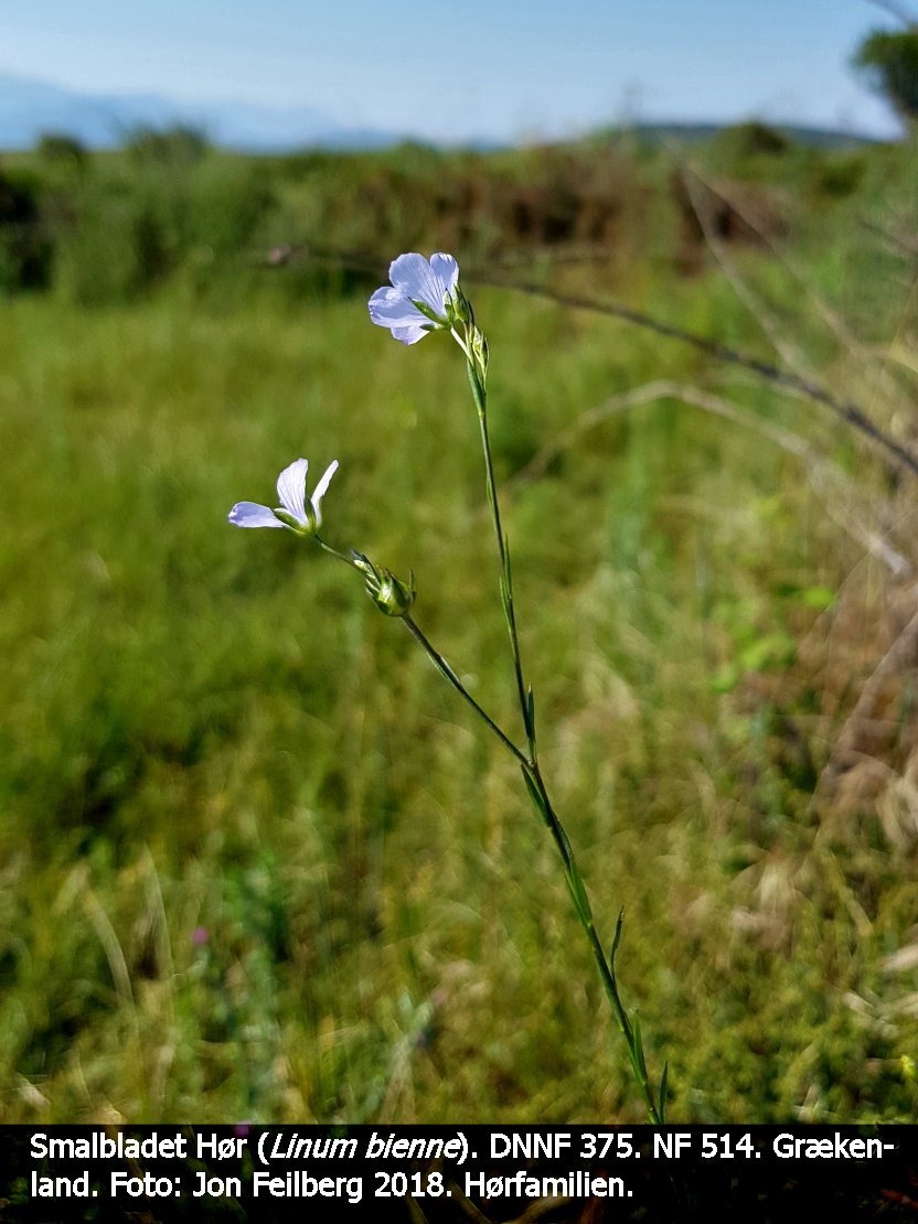 a LINU BIE tex3 20180512_095800