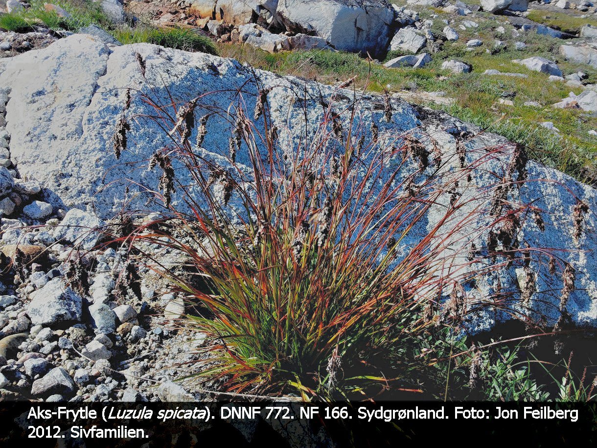 a LUZU SPI tex3 20120731_110922