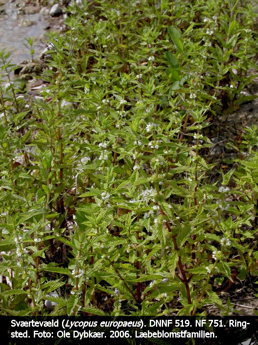 a LYCO EURa tex3 2006 Sværtevæld 1
