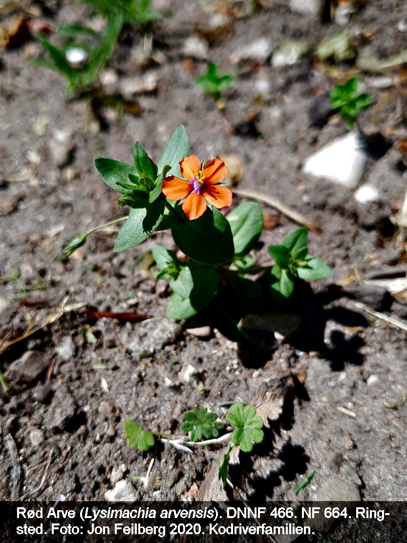 a LYSI ARVc tex3 2020-06-15 13.27.55