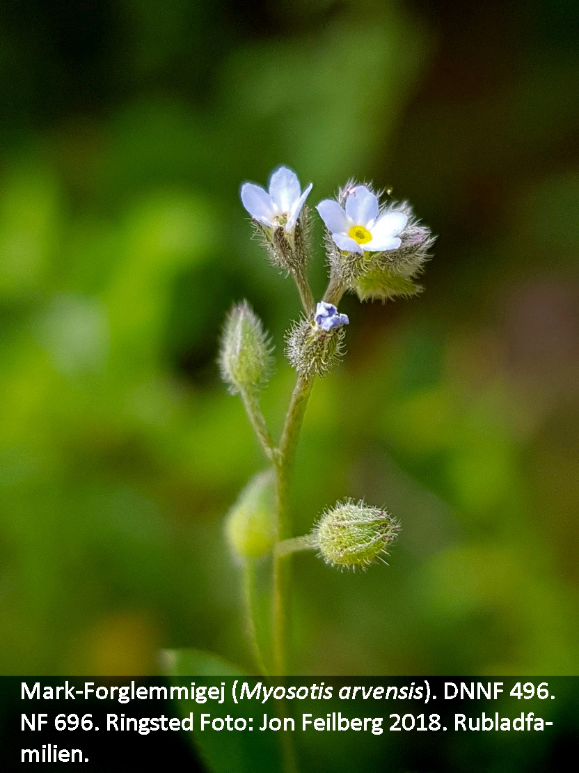a MYOS ARVc tex 20180618_151904