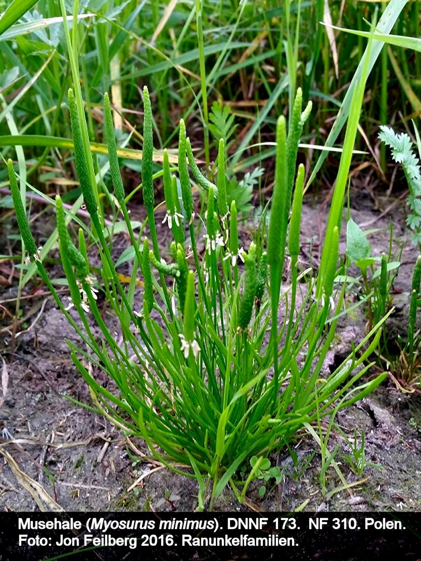 a MYOS MIN tex3 2016-05-22 18.51.59