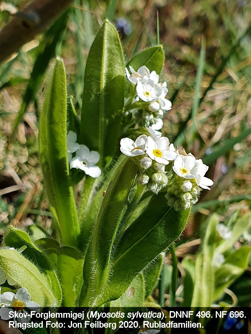 a MYOS SYLc tex3 2020-04-21 11.47.55