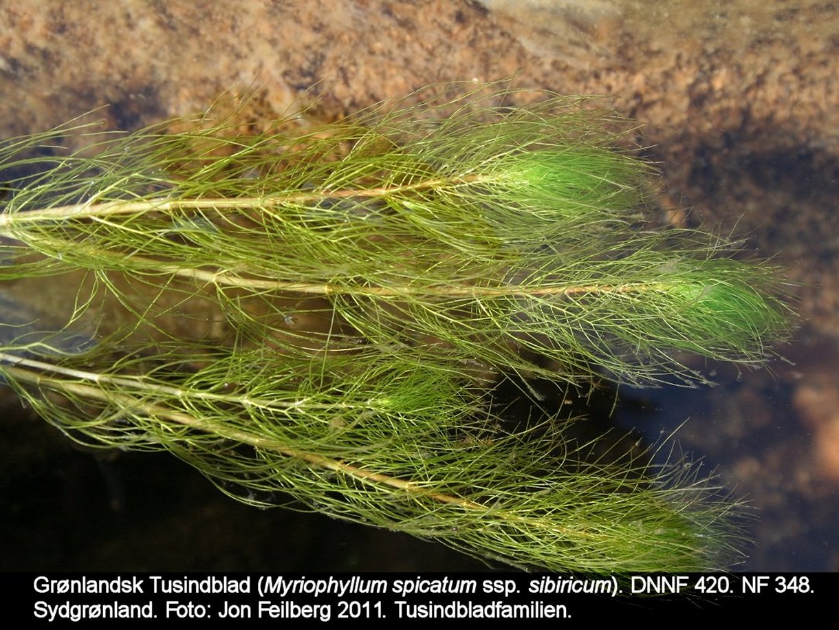 a MYRI SIB tex4 Img_0154