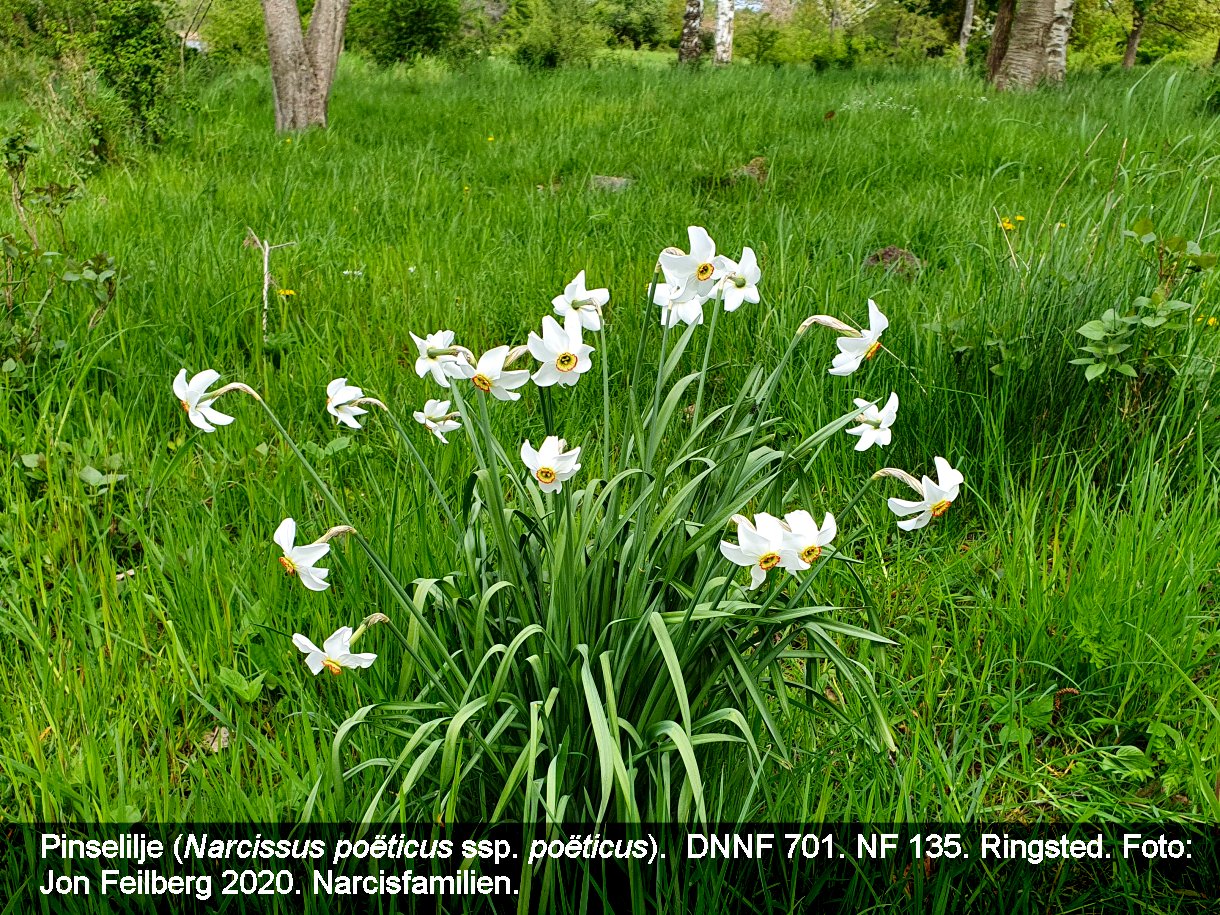 a NARC POE POEA tex3 2020-05-10 15.07.19