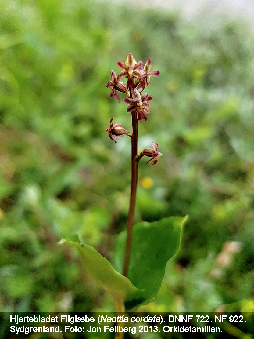 a NEOT CORbb tex3 2019-06-28 12.02.30