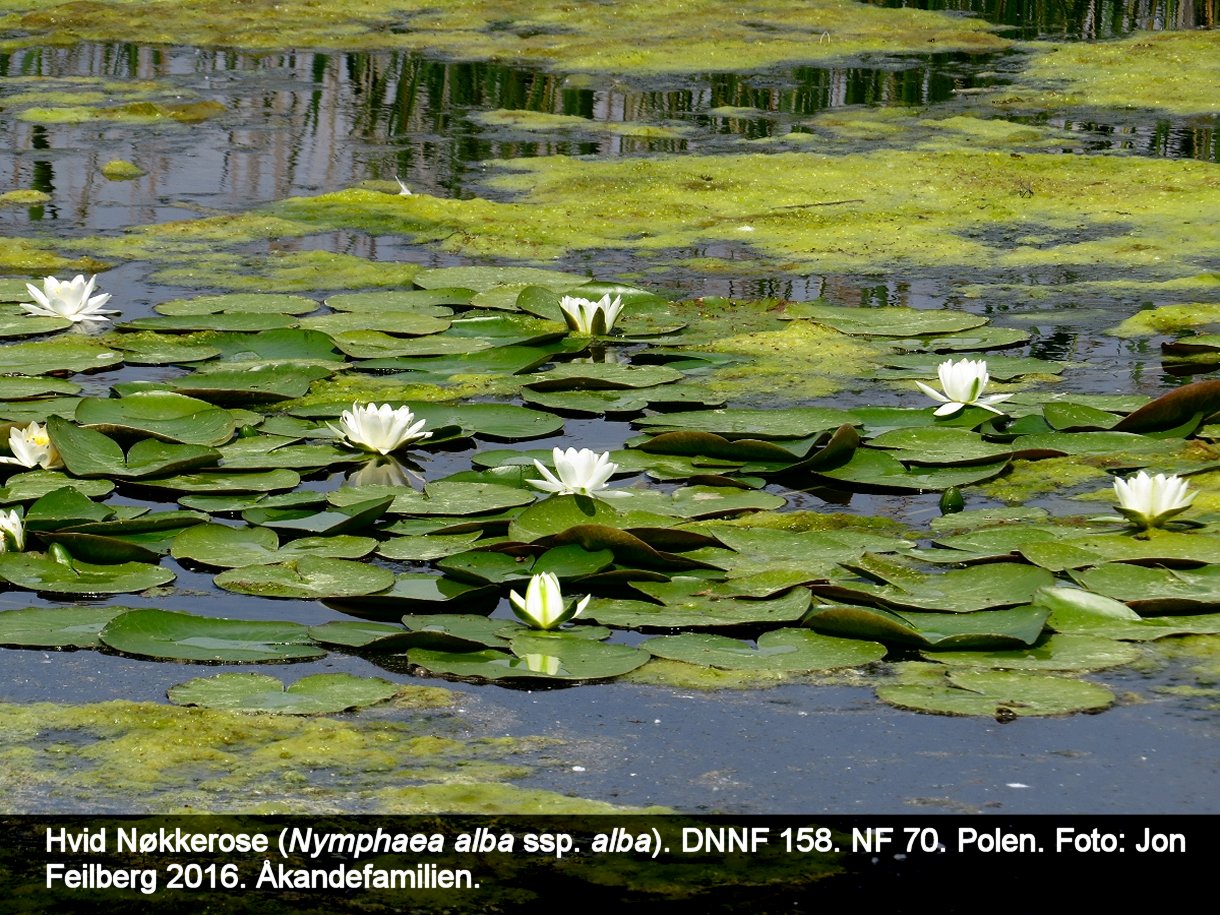 a NYMP ALBb tex3 2016 Img_3164