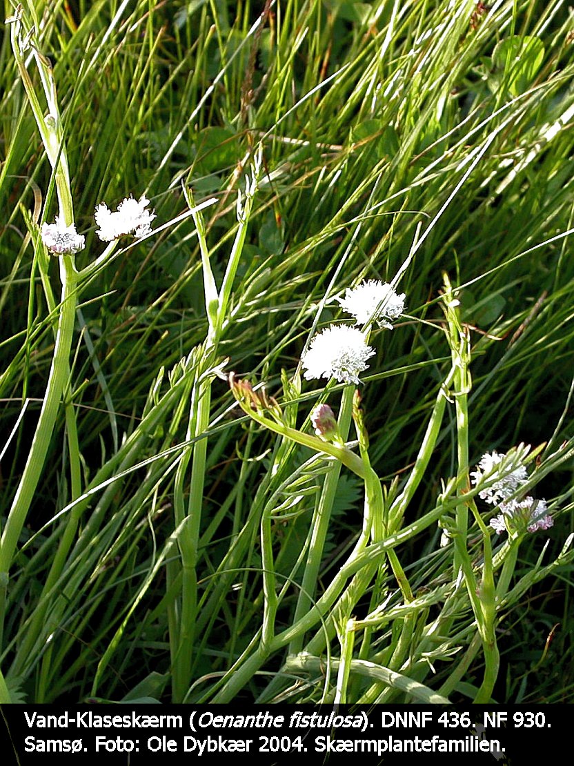 a OENA FISb tex3 2004 klaseskærm, vand- 01