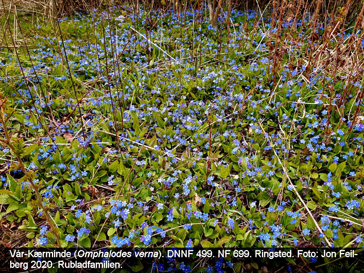 a OMPH VERa tex3 2020-04-11 15.07.50