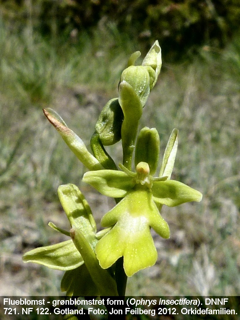 a OPHR INSg tex2 2012