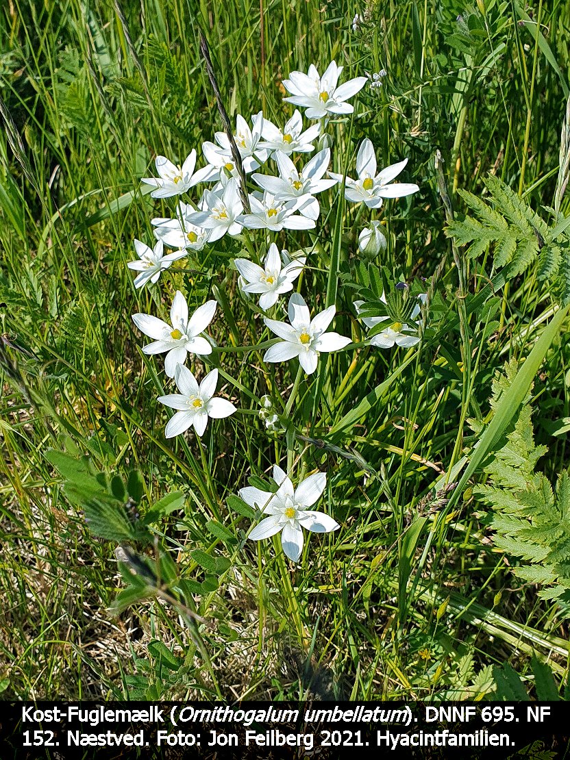 a ORNI UMBa tex3 2021-06-02 15.28.07