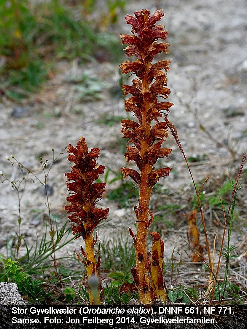 a OROB ELA tex3 Img_0091