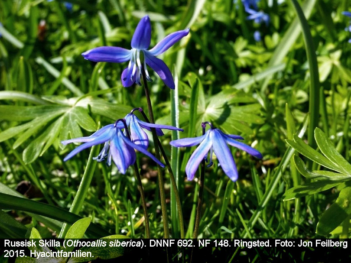 a OTHO SIBb tex2 20150406_160401