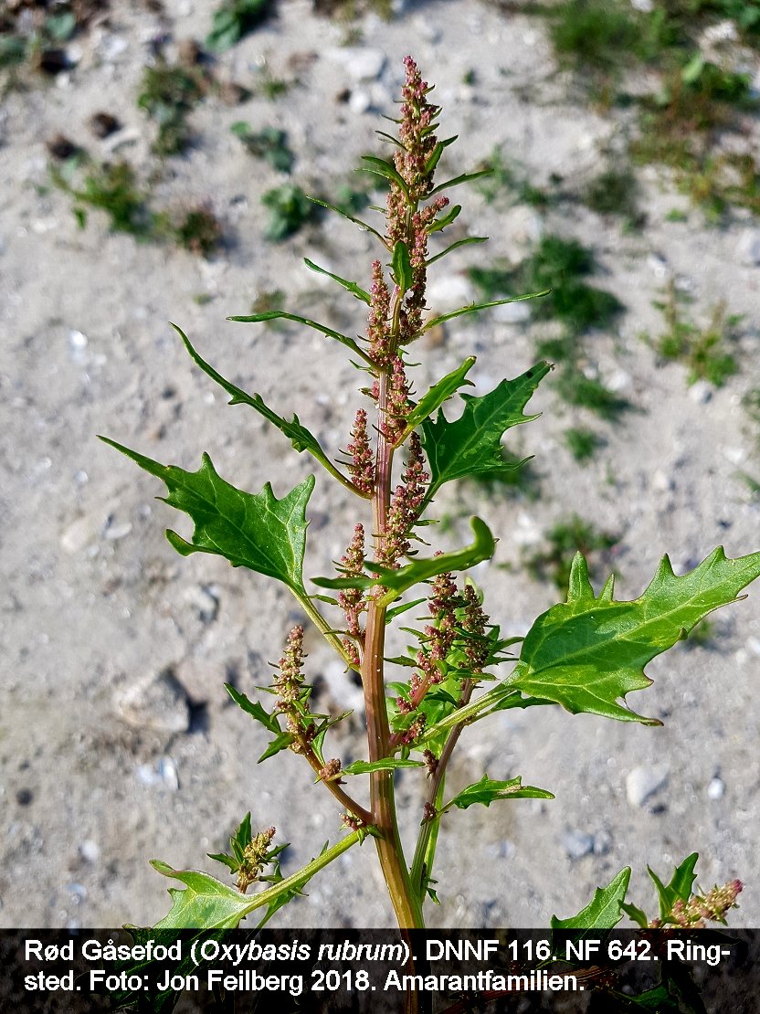 a OXYB RUBb tex3 2018-08-23 10.18.04