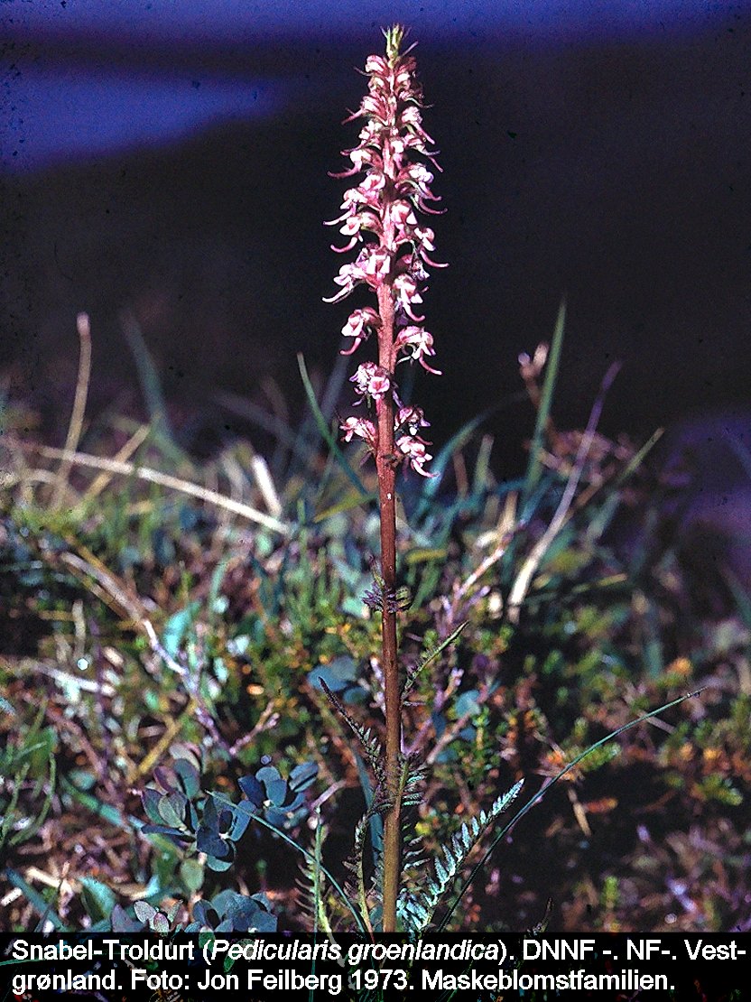 a PEDI GROa tex 1973