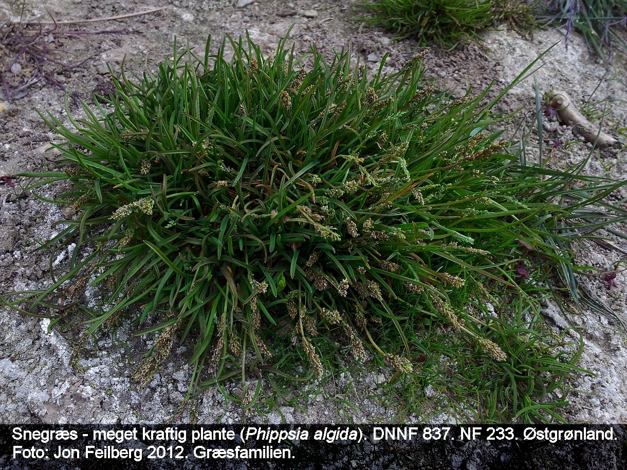 a PHIP ALG tex3 20120708_141639