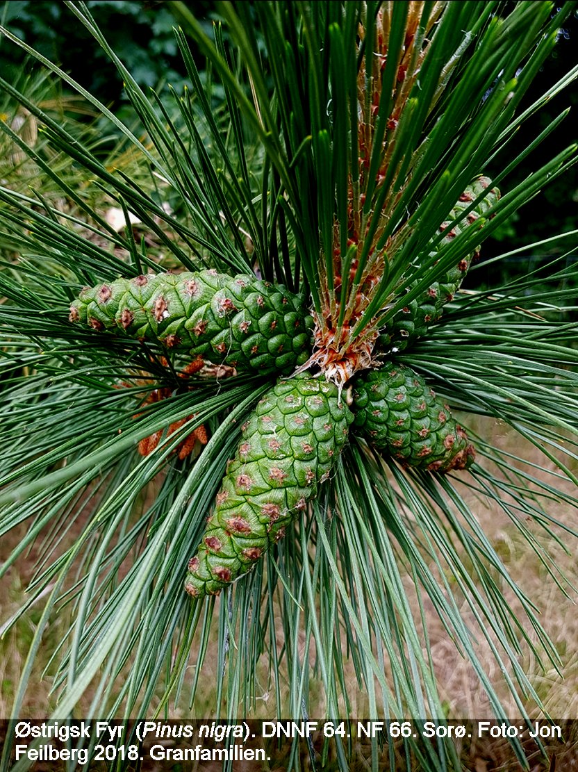 a PINU NIG tex 2018-06-18 16.16.11