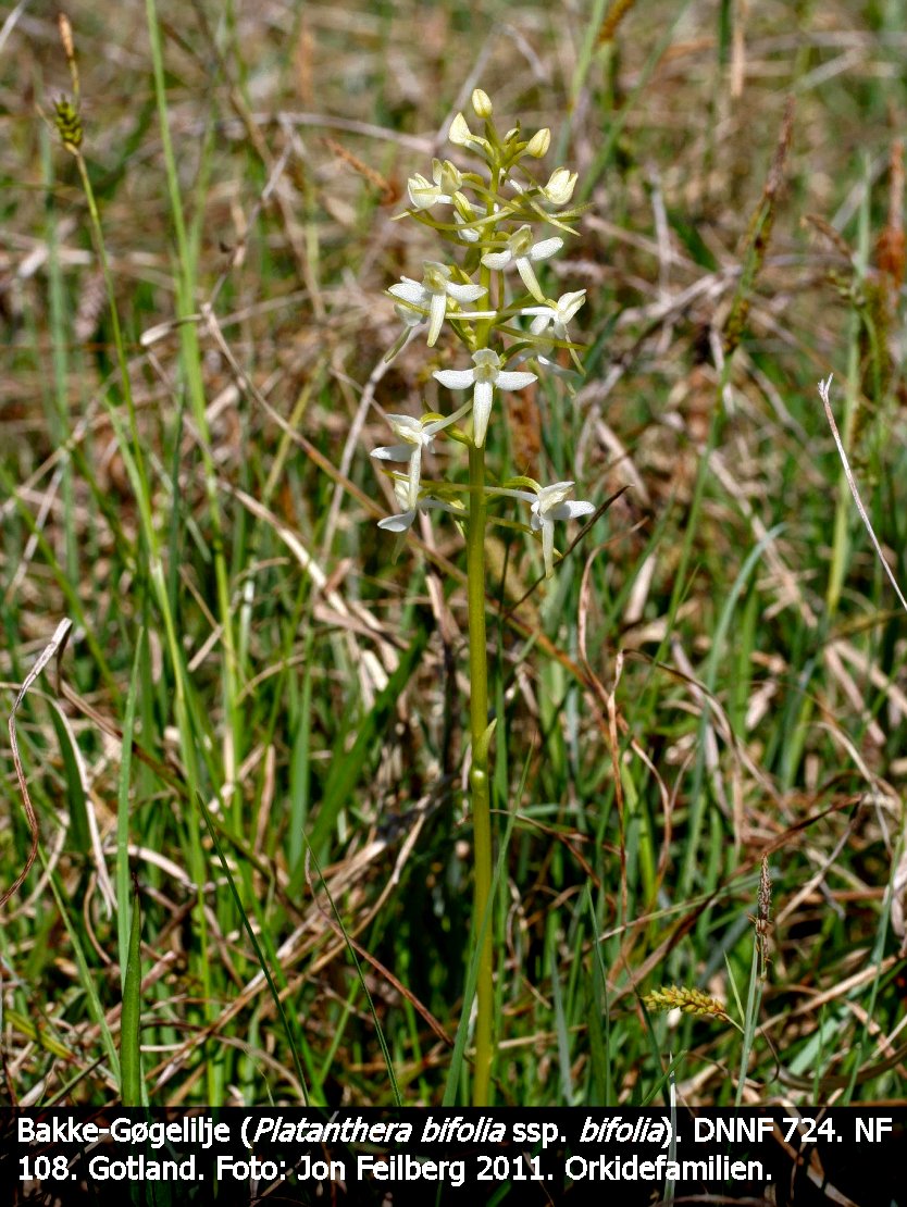 a PLAT BIF BIF tex3 20211 IMG_0108