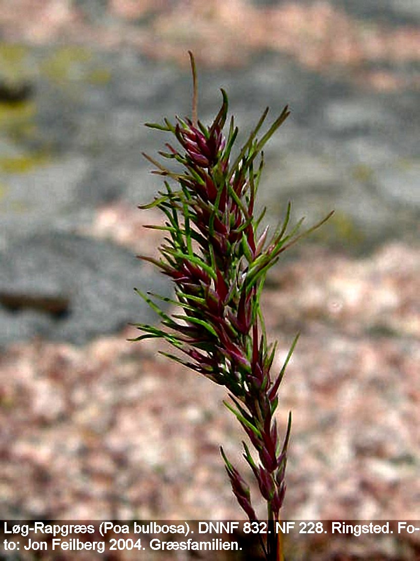 a POA BULBc tex Img_0292
