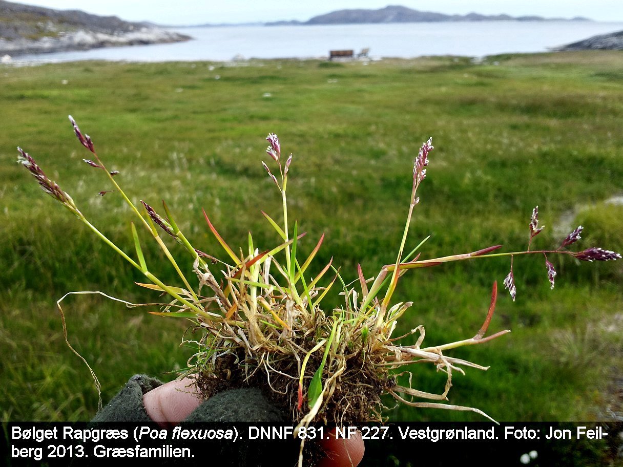 a POA FLEX tex3 20130711_195514